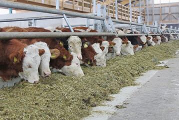 Die Bullenpreise notieren derzeit bei 6,50 Euro pro kg. „Das sind Preise, wie wir sie noch nie gehabt haben“, meinte Berthold Kirchmaier, Geschäftsführer der Erzeugergemeinschaft für Schlachtvieh Allgäu.