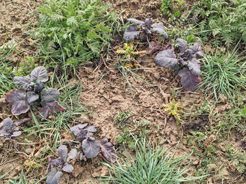 Vor der Aussaat ist eine gezielte Regulierung von Altverunkrautung, Ausfallgetreide und �berwinternden Zwischenfr�chten erforderlich.