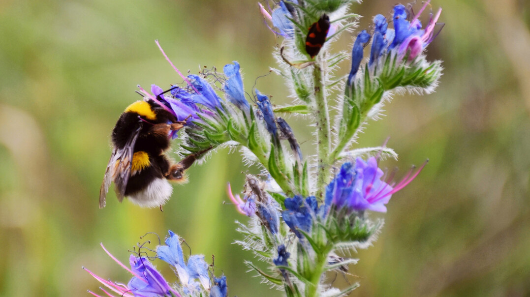 Hummel besucht einen Natternkopf.