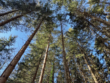 W�lder sind lebenswichtige �kosysteme, deren Leistungen sich gr��tenteils erst durch eine aktive, nachhaltige Bewirtschaftung erschlie�en.