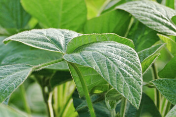 Die ukrainische Sojabohnenernte 2025 d�rfte nach ersten Sch�tzungen 35 Prozent �ber dem Vorjahr liegen.