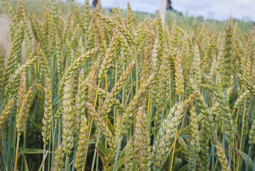 Statistics Canada führte die starke weltweite Nachfrage nach Mahlweizen als einen der Faktoren für den erwarteten Anstieg der Weizenanbaufläche an. Das Hartweizenareal wird der Prognose zufolge mit 2,58 Millionen Hektar konstant bleiben.