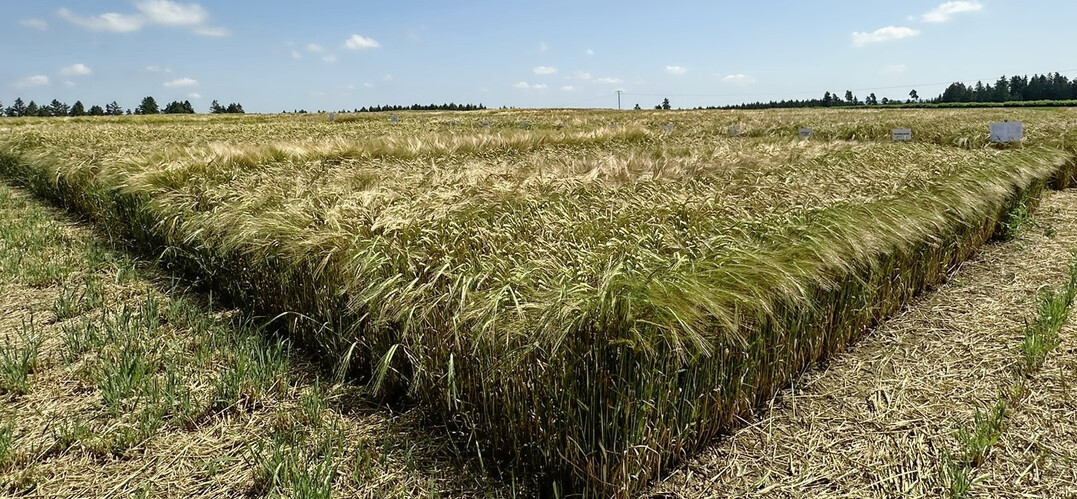 Die EU-Gerstenernte dürfte mit 51,3 Millionen Tonnen das Vorjahresergebnis übersteigen, allerdings wurde die Schätzung im März gegenüber Dezember leicht zurückgenommen.