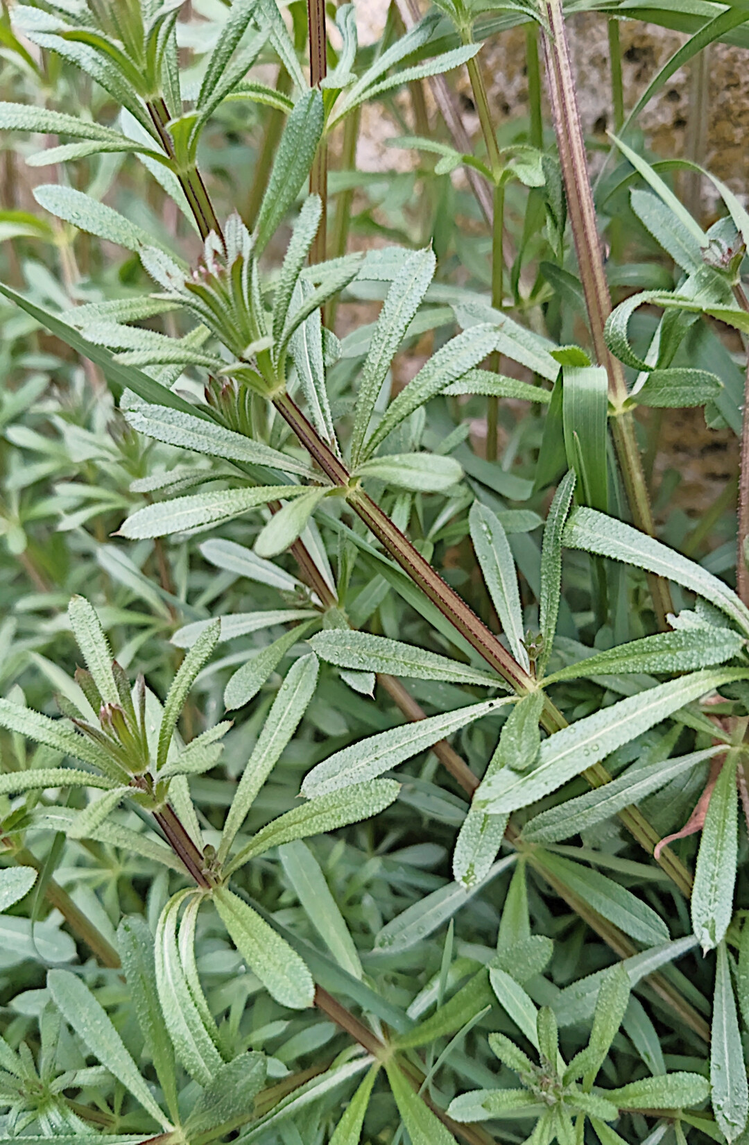 Die Regulierung von gr��erem Klettenlabkraut gestaltet sich schwierig.