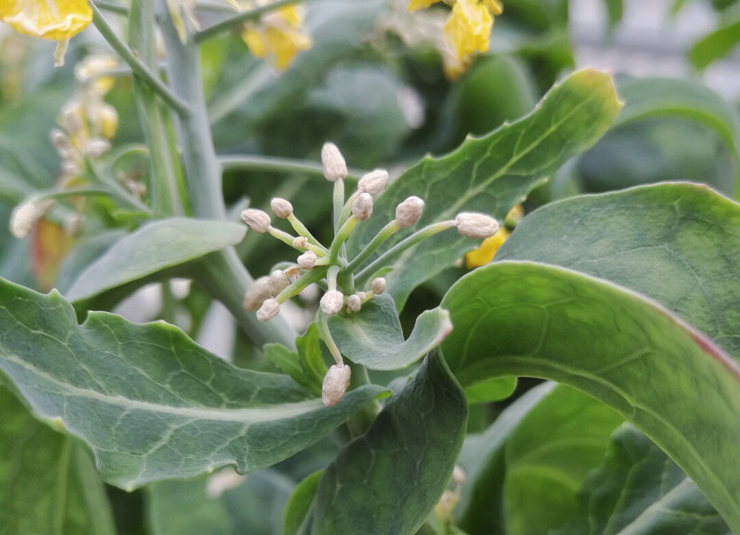 Bormangel vor und w�hrend der Bl�te