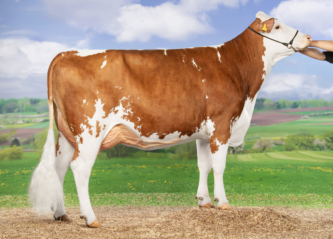 Die Hiroto-Tochter Renja aus der Zucht von Andreas Schmid in Bissingen sicherte sich auf der RBW-Landesschau in Ilshofen den Championtitel bei den Jungkühen.