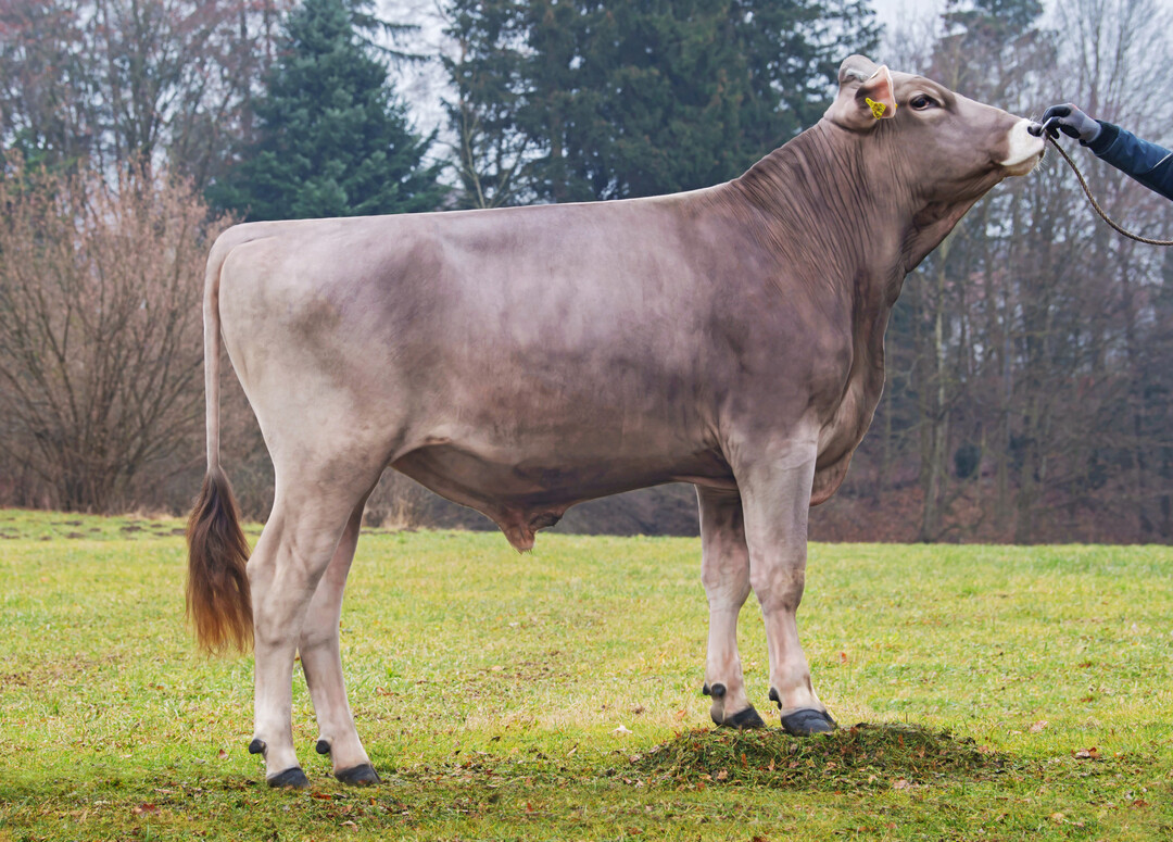 Der Brown Swiss-Bulle Valerio, der von Valor*Calderon*Bender abstammt, verfügt über einen Gesamtzuchtwert von 144.