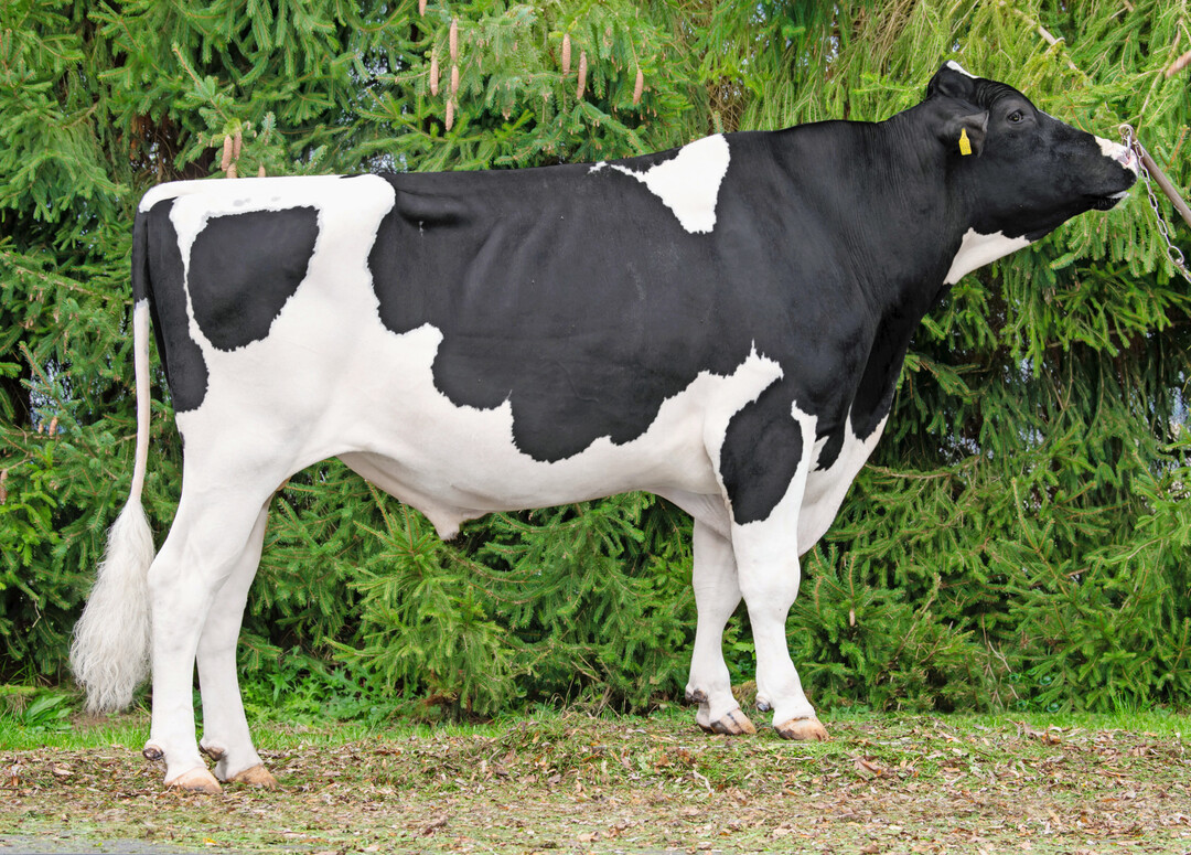 Der schwarzbunte Holsteinbulle Melville, der von Merryguy*Malinus abstammt, punktet mit einem Gesamtzuchtwert von 137 und einem Roboterwert von 125.