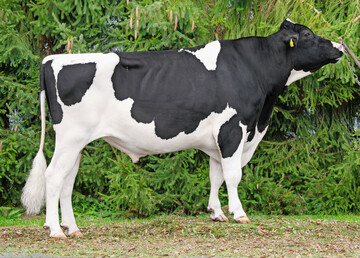 Der schwarzbunte Holsteinbulle Melville, der von Merryguy*Malinus abstammt, punktet mit einem Gesamtzuchtwert von 137 und einem Roboterwert von 125.