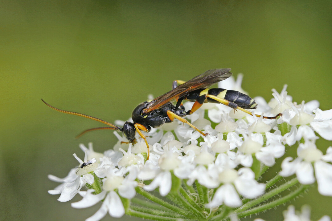   Schlupfwespen profitieren von mehrj�hrigen Bl�hstreifen.  