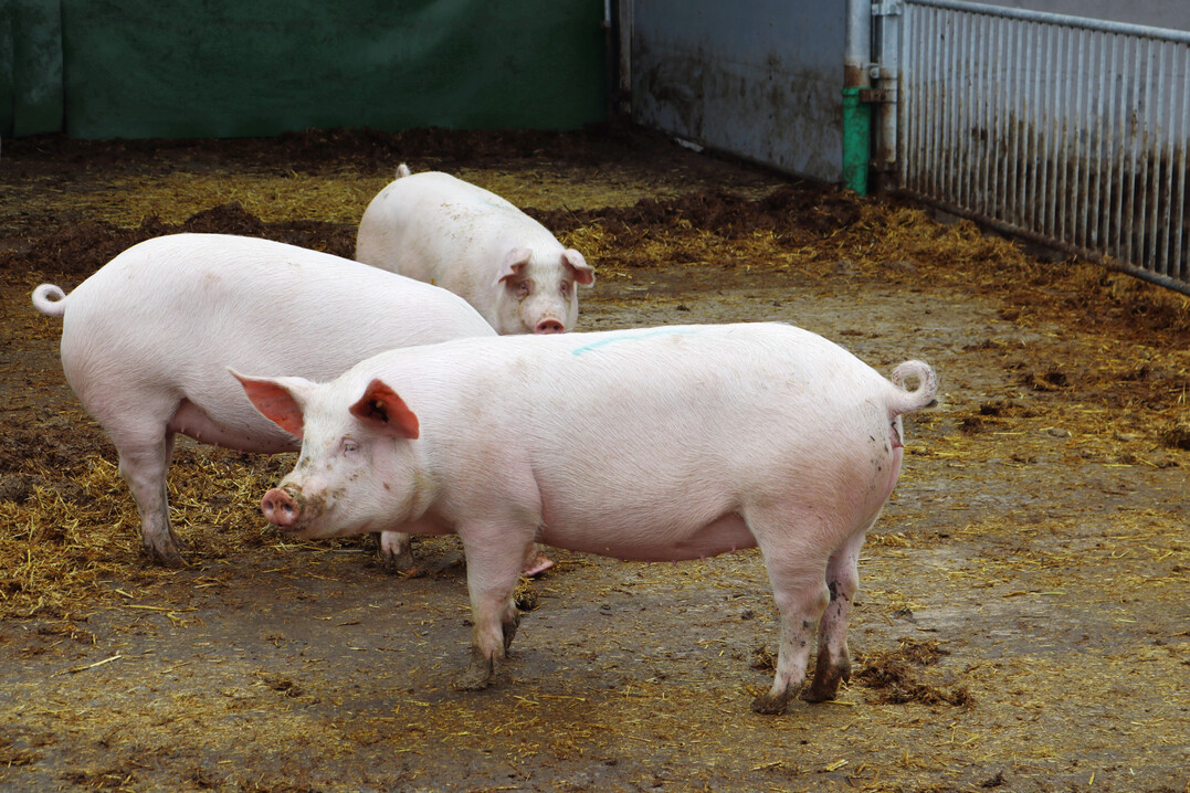 In Dänemark wurde der Bestand an Schweinen wieder aufgestockt: Durch die gestiegene Produktion 2024 konnte mehr Schweinefleisch ausgeführt werden.