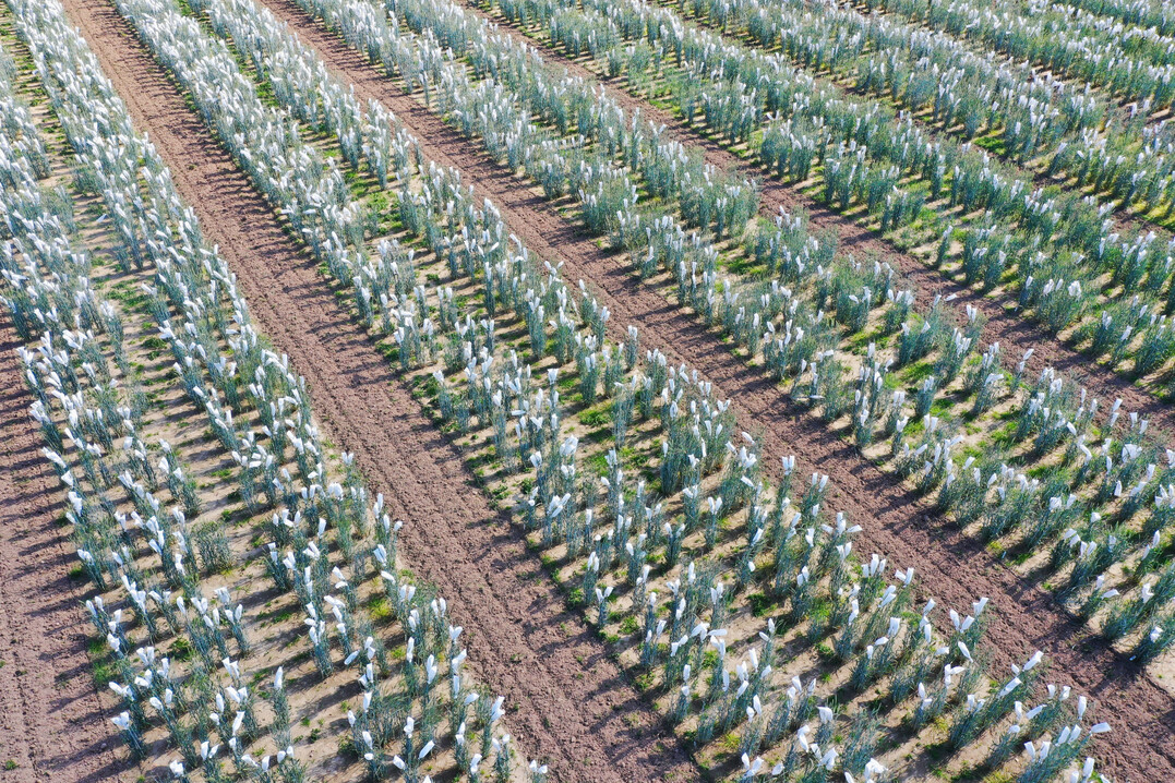 Luftbild von Tritcale mit Isoliertüten in der Pflanzenzüchtung