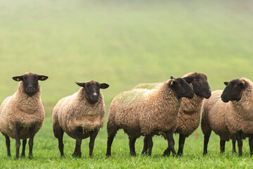 Erstmals wurde bei einem Schaf in Gro�britannien H5N1 nachgewiesen.