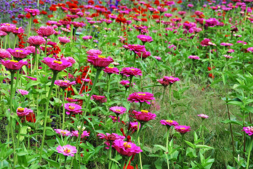 Bezaubernde dahlienähnliche Blüten präsentiert Zinnia elegans ‘Dahlienblütige Lavendel’.