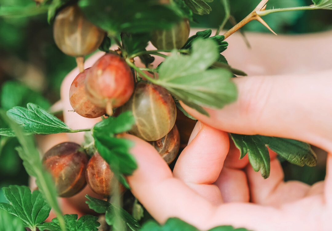 Die saftigen, süßen und doch säuerlichen Stachelbeeren direkt vom Strauch zu naschen, ist im Sommer ein Genuss.