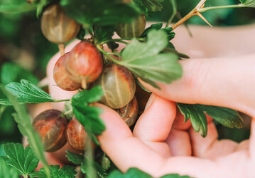 Die saftigen, s��en und doch s�uerlichen Stachelbeeren direkt vom Strauch zu naschen, ist im Sommer ein Genuss.