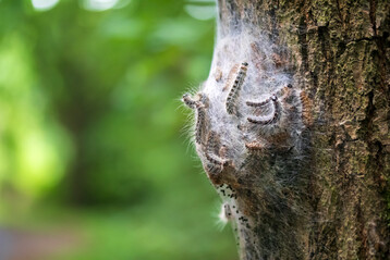 Nest mit Eichenprozessionsspinnerraupen an einem Baumstamm.
