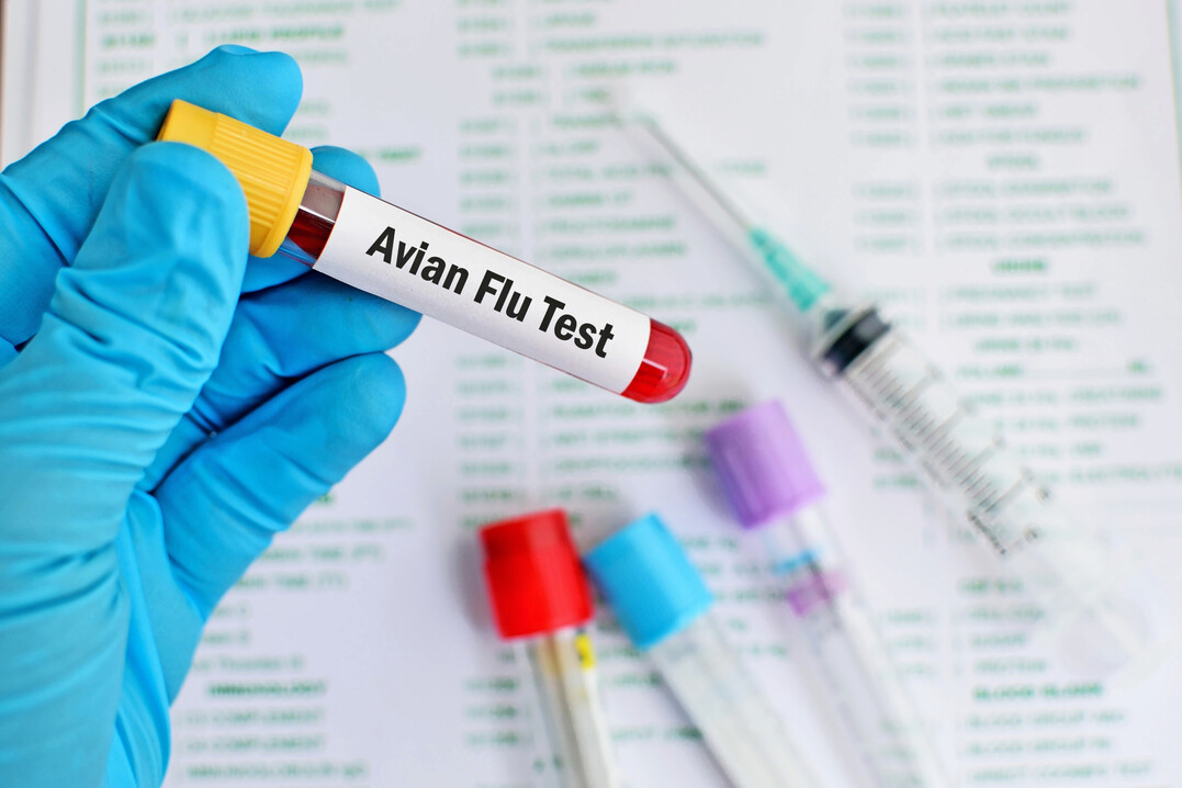 In Ungarn, Polen und Deutschland scheint die Vogelgrippe wieder auf dem Vormarsch zu sein.