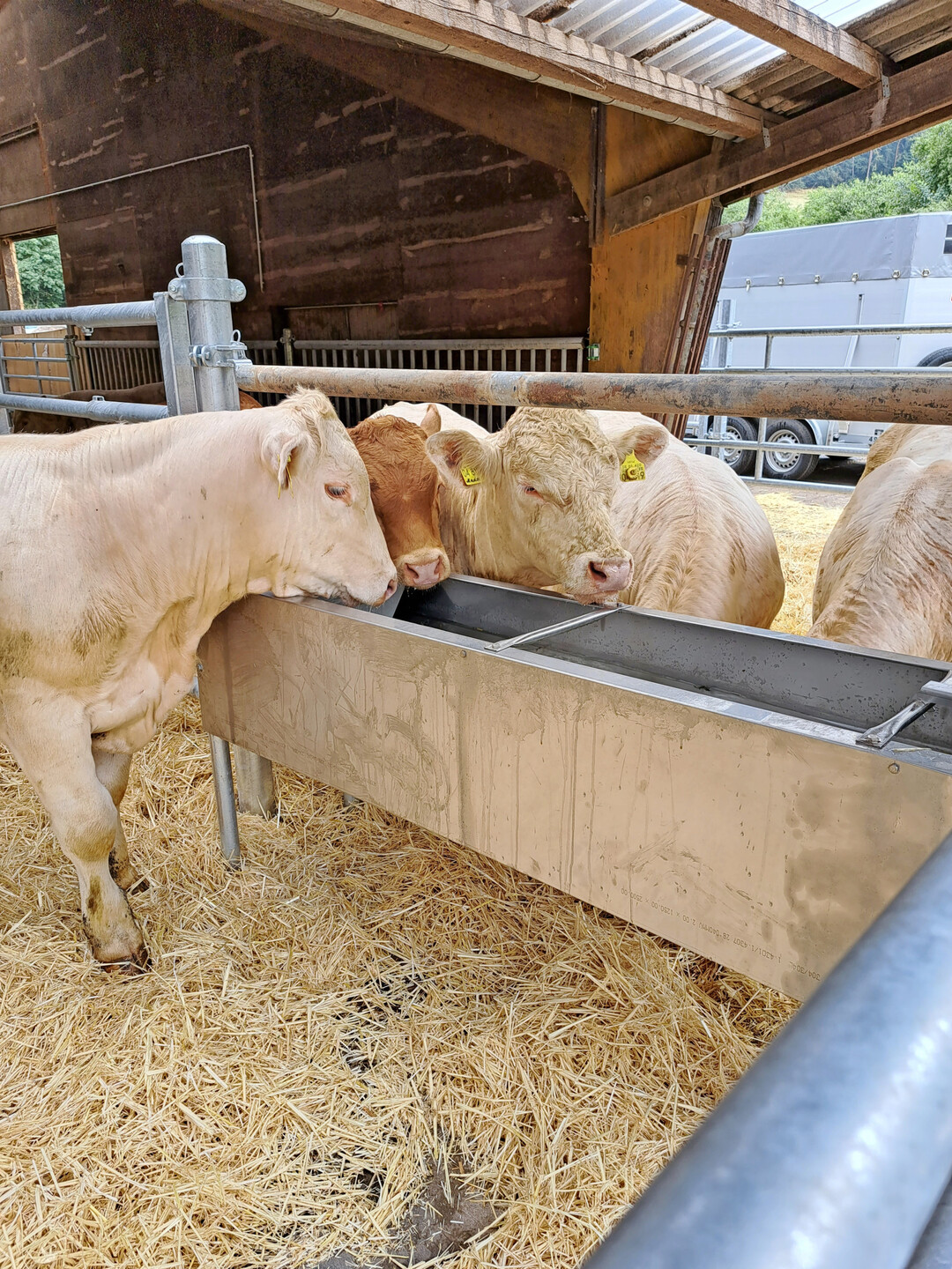 1 Im Vergleich zu kleinvolumigen Tränken werden große, offene Tränken bevorzugt, da diese den Rindern eine natürliche Wasseraufnahme ermöglichen.