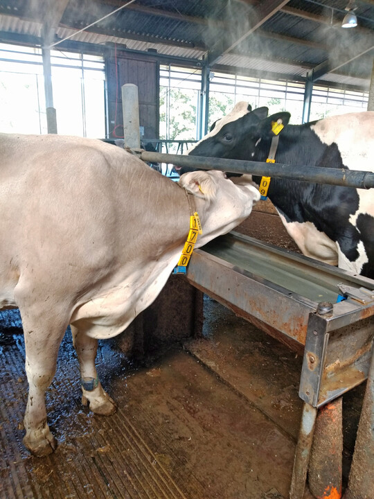 2 Bei höheren Temperaturen nutzen Milchkühe Tränken nicht nur zur Wasseraufnahme, sondern auch als Abkühlungsmöglichkeit über den Kontakt des Flotzmaules mit der kalten Wasseroberfläche, wodurch Rangkämpfe um den Zugang zu den Tränken zunehmen können.
