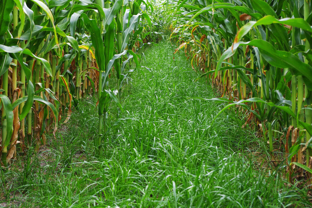 Untersaaten in Mais tragen zur Erosionsminderung, N�hrstoffspeicherung, Humusanreicherung und Verbesserung der Tragf�higkeit des Bodens bei.