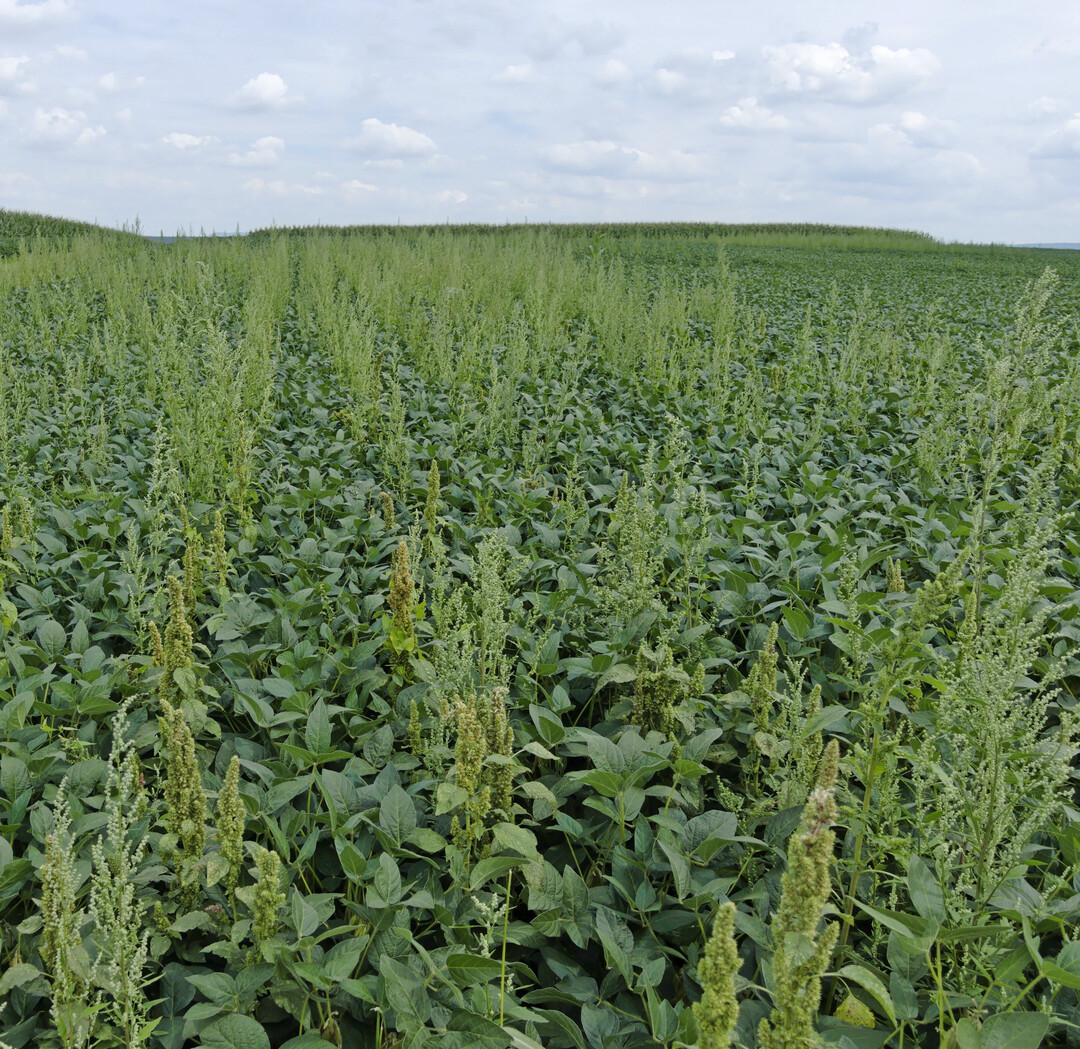 Die Kontrolle breitbl�ttriger Unkr�uter ist entscheidend f�r einen erfolgreichen Sojaanbau.