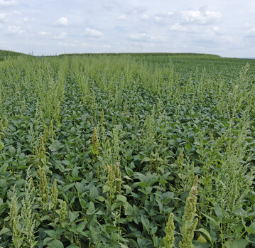 Die Kontrolle breitbl�ttriger Unkr�uter ist entscheidend f�r einen erfolgreichen Sojaanbau.