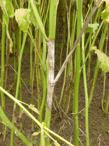 Weißstängeligkeit in Raps verursacht durch den Pilz Sclerotinia sclerotiorum führt dazu, dass Stengel, Triebe und Schoten oberhalb der Befallstellen gelb und notreif werden und frühzeitig absterben. Dadurch kann es zu empfindlichen Mindererträgen kommen.