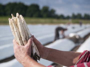 Ausreichend Helfer f�r die Spargelernte sind derzeit gesichert. 