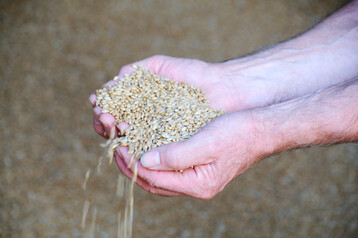 Weizenk�rner in einer Hand.
