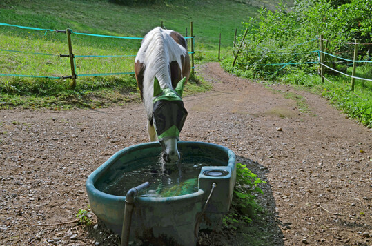 1 Tränken sollten regelmäßig gereinigt und nur von Pferden einer Gruppe gemeinsam genutzt werden.