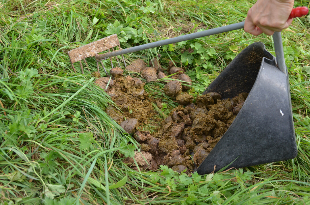 2 Auch eine gute Weide- und Stallhygiene hilft, den Infektionsdruck zu verringern.