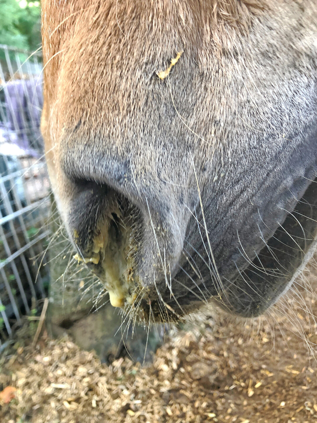 3 Eitriger Nasenausfluss: Eitriger Nasenausfluss ist ein deutliches Symptom für eine ansteckende Krankheit. Hier sollte sofort ein Tierarzt hinzugezogen werden.