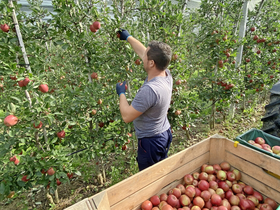 Regionale Marktmacht: Fast jeder zweite deutsche Apfel stammt aus Baden-W�rttemberg.