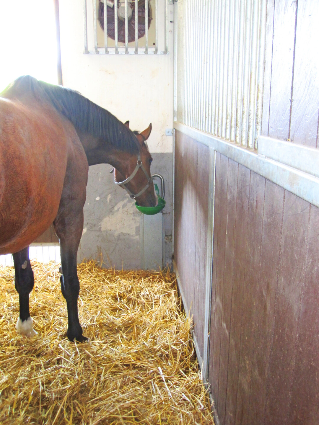 8 Pferdetränken sollten eher niedrig angebracht werden. Empfehlenswert sind 0,3 x Widerristhöhe.