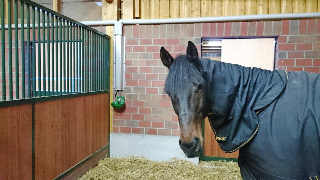 5 Begleitheizungen für Wasserleitungen müssen vor Pferdekontakt geschützt werden.