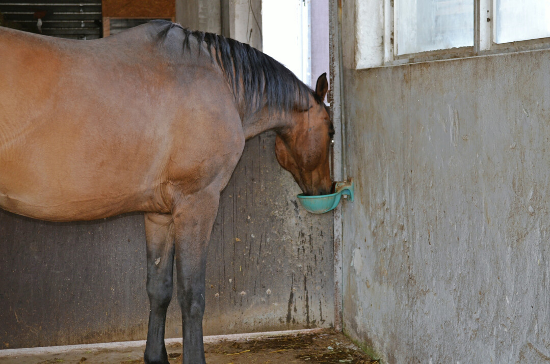 2 An die Bedienung von Zungentränken müssen sich Pferde erst gewöhnen.
