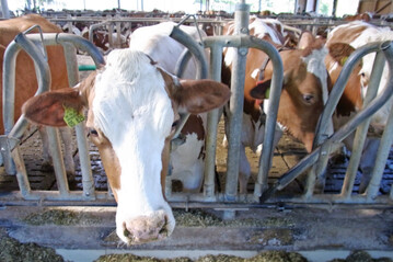 Wie steht es um die Biosicherheit auf den Rinderbetrieben? Das l�sst sich k�nftig mit der Risikoampel Rind anonym und kostenlos ermitteln. 