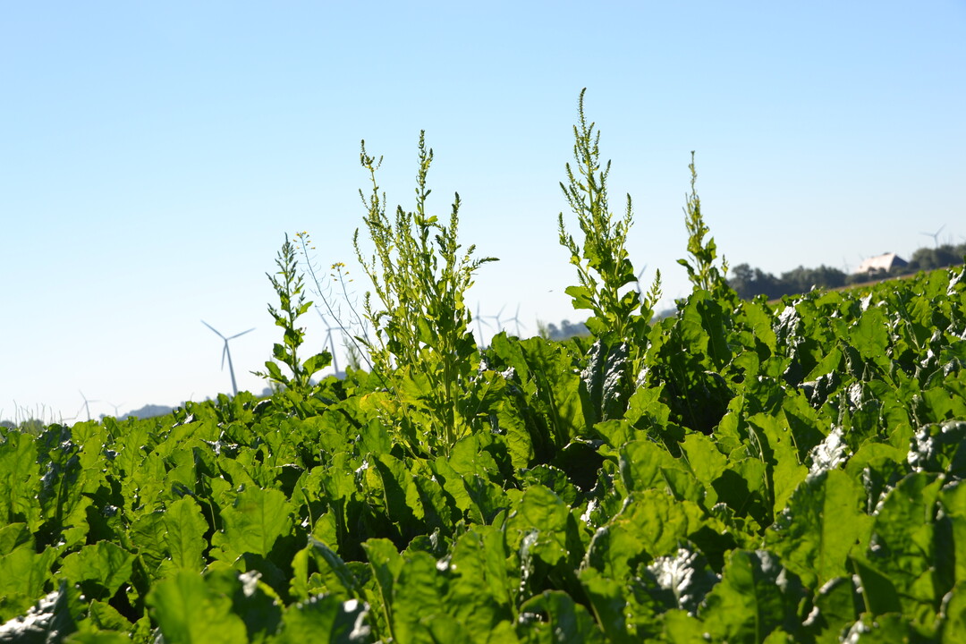 Schosser-R�ben ragen �ber den Bestand hinaus.