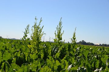 Wer Schosserrüben frühzeitig entfernt, vermeidet Unkrautrüben.