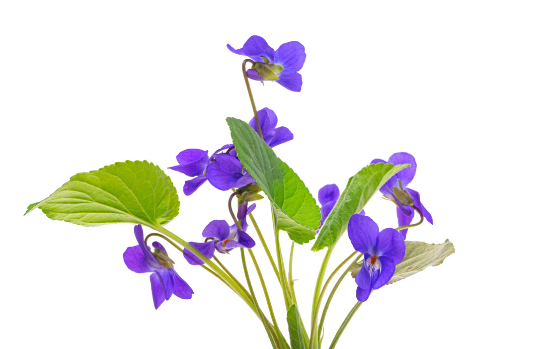 Vom Duftveilchen sind alle Teile essbar. 