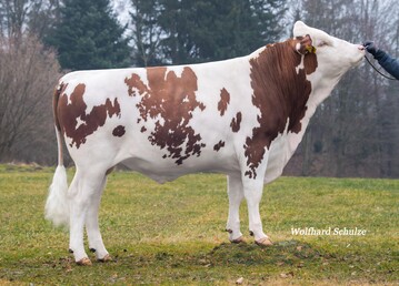 1 Der Testbulle Messi ist ein Sohn des Verebers Magnus.