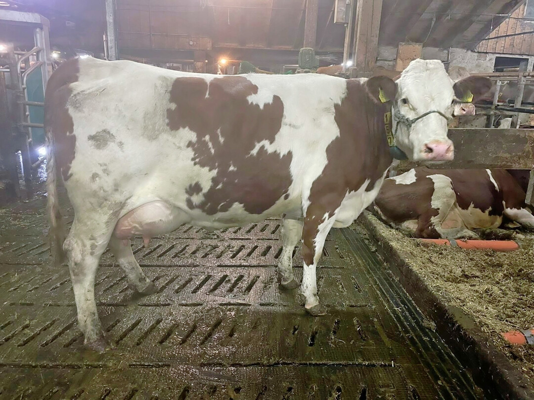 2 Die Mutter von Messi, Fanni, befindet sich in der dritten Laktation.