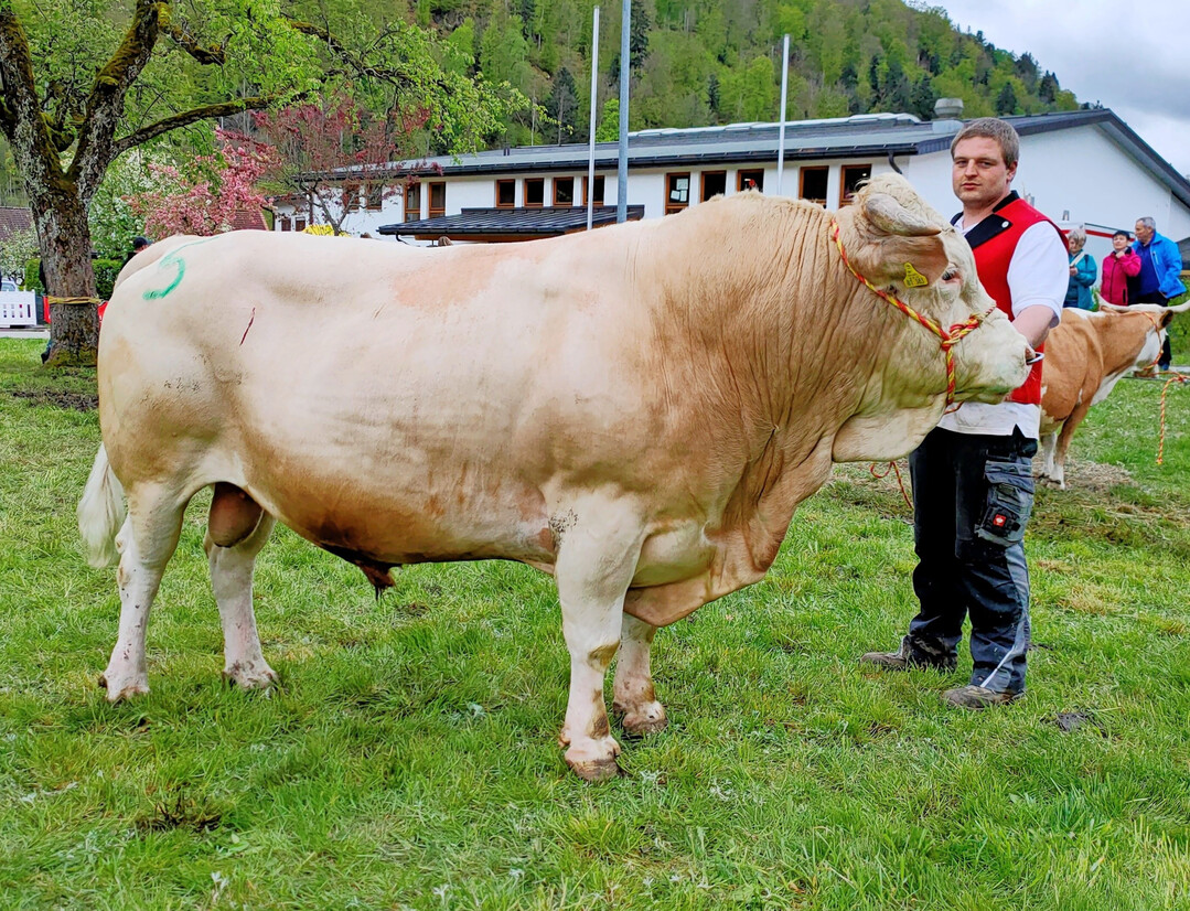 3 Der Hinterwälderbulle Silbenap steht neu auf der Topliste.