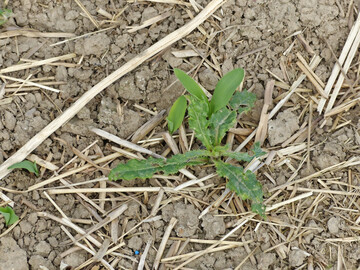 Distel neben zwei Maispflanzen auf einer Direktsaatfl�che. Mais ist in der Jugend sehr konkurrenzschwach. Werden Unkr�uter nicht ausreichend bek�mpft, drohen Ertragsausf�lle.