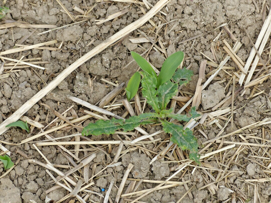 Distel neben zwei Maispflanzen auf einer Direktsaatfl�che. Mais ist in der Jugend sehr konkurrenzschwach. Werden Unkr�uter nicht ausreichend bek�mpft, drohen Ertragsausf�lle.