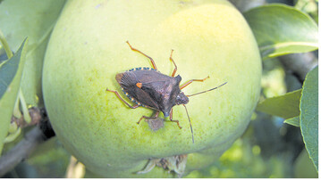 Larven der Rotbeinigen Baumwanze saugen ab Bl�hende an den jungen Fr�chten, was sp�ter zu deformierten Fr�chten f�hrt.