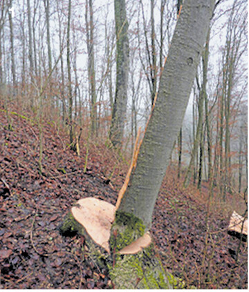 Aufgeschlitzte Buche durch nicht geeignete F�lltechnik und unzureichende Baumbeurteilung.