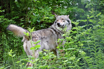 Wolf (Canis lupus).