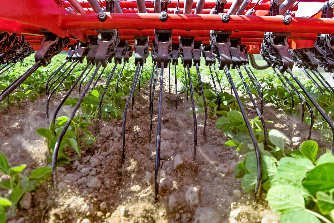 Aufgrund der Unkrautkonkurrenz in der Jugendentwicklung sind mehrere Anwendungen mit Striegel oder Hackgerät notwendig.